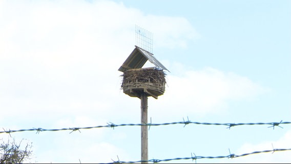 Auf einem Storchennest wurden Dach und Gitter angebracht, damit sich dort keine Störche mehr niederlassen. © Screenshot 