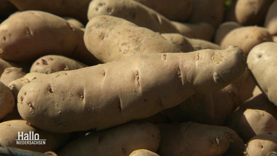 Kartoffeln der Sorte "Angeliter Tannenzapfen". © Screenshot 
