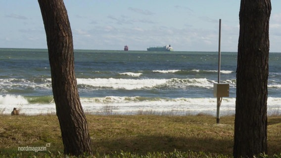 Blick zwischen zwei Baumstämmen hindruch auf eine Dühne und das Meer - im HIntergrund zwei Frachtschiffe. © Screenshot 