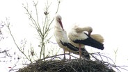 Ein Storchenpaar steht in seinem Nest. © Screenshot 