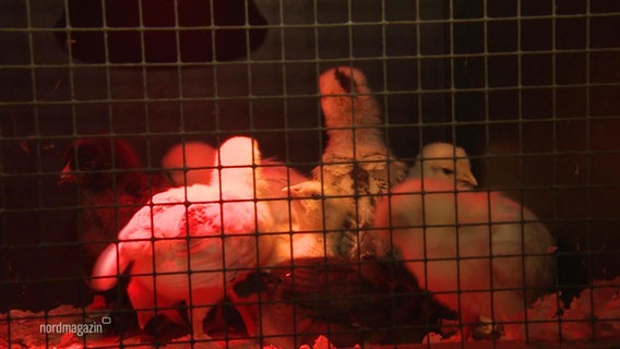 Mehrere Hühnerkücken stehen dicht gedrängt in einem engen Käfig beleuchtet von einer roten Wärmelampe. © Screenshot 