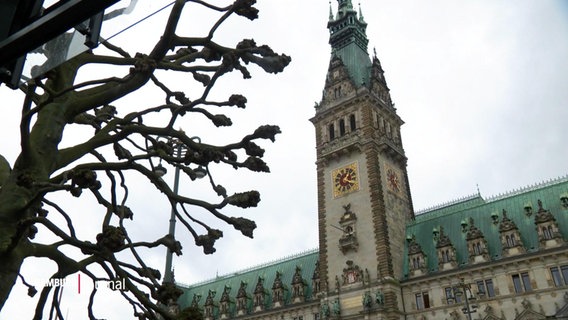 Ein Zweig vor dem Hamburger Rathaus. © Screenshot 