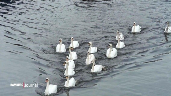 Schwäne schwimmen in V-Formation auf einer Wasseroberfläche. © Screenshot 