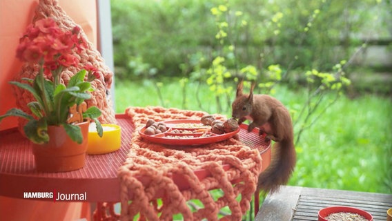 Ein Eichhörnchen auf einem Gartentisch. © Screenshot 