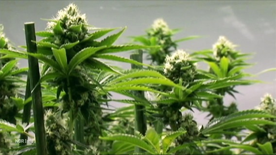 Cannabispflanzen in einer Plantage . © Screenshot 