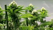 Cannabispflanzen in einer Plantage . © Screenshot 