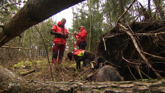 Ein Hundeführer und eine Hundeführerin nebst ihrem Suchhund im Walde bei einem erspürten Wildschweinkadaver. © Screenshot 