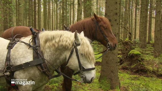Zwei Pferde am Pflug im Wald. © Screenshot 