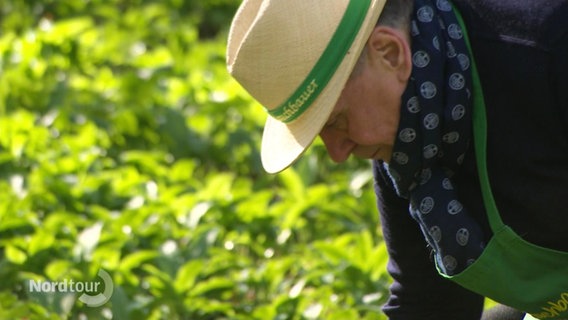 Ein Mann mit Strohhut und grüner Schürze beugt sich pflückend über ein grünes Bärlauch-Feld. © Screenshot 