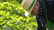 Ein Mann mit Strohhut und grüner Schürze beugt sich pflückend über ein grünes Bärlauch-Feld. © Screenshot 