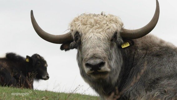 Ein Yak blickt auf einer Wiese liegend in die Kamera, im Hintergrund liegt ein weiteres Yak. © Screenshot 