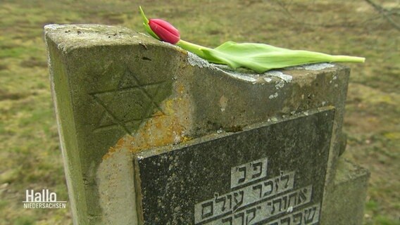 Eine Tulpe liegt auf einem Gedenkstein der Opfer des KZ Bergen-Belsen © Screenshot 