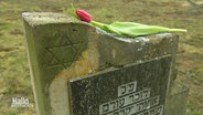 Eine Tulpe liegt auf einem Gedenkstein der Opfer des KZ Bergen-Belsen © Screenshot 