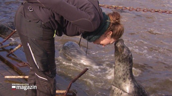 Ein Seehund führt ein Kunststück vor und berührt die Stirn einer Pflegerin mit seiner Schnauze © Screenshot 