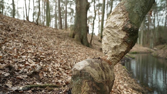 Am Ufer eines Waldbachs ist ein dünnerer Baumstamm keilförmig von einem Biber angenagt worden. © Screenshot 