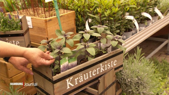 Kräuter sind beliebte Pflanzen für die Hamburger Balkone. © Screenshot 