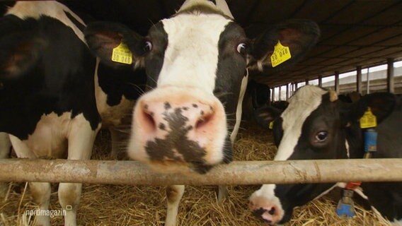 Kühe in einem Stall © Screenshot 