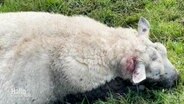 Ein Schafskadaver auf einer Wiese liegend © Screenshot 
