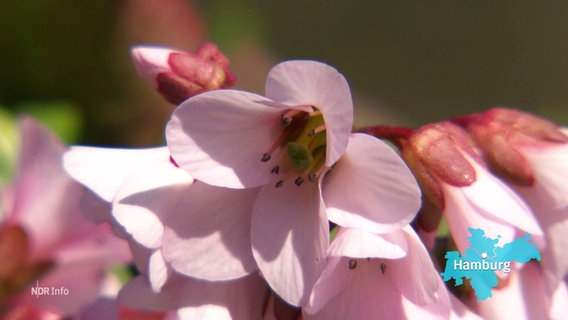 Eine Nahaufnahme von rosafarbenen Blüten. © Screenshot 