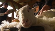 Ein frischgeschorenes Schaf schaut in die Kamera © Screenshot 