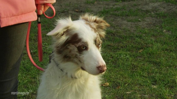 In diesem Monat gehen die 1.000 Euro der Aktion "Kuna packt an" an den Rügener Hundesportverein in Neklade. © Screenshot 