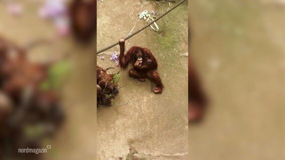 Eine Handyaufnahme eines Orang Utans in einem Zoo. © Screenshot 