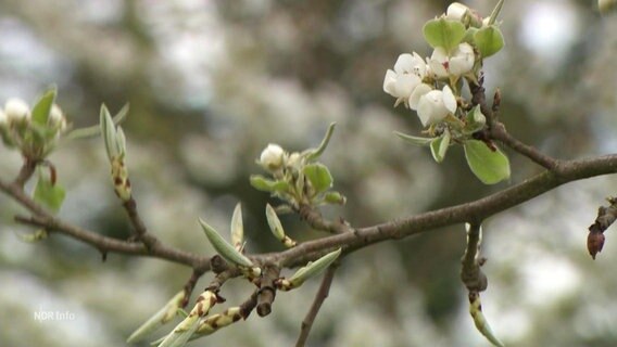 Apfelblüte. © Screenshot 