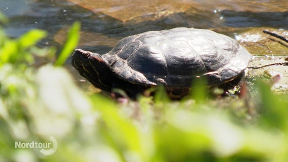 Eine Schildkröte sonnt sich. © Screenshot 