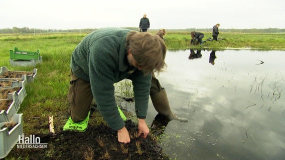 Ranger Christian Starkloff bei der Arbeit: Am Boden kniend pflanzt er eigens herangezüchtete Wollgras-Pflanzen aus. © Screenshot 