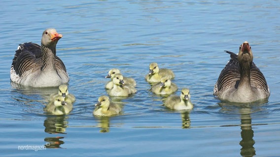 Ein Foto von einer Entenfamilie auf einem Teich. © Screenshot 