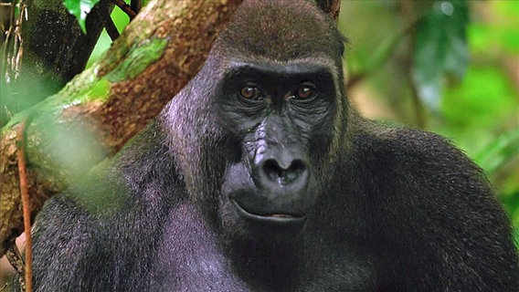 Ein Gorilla blickt in die Kamera. © Screenshot 