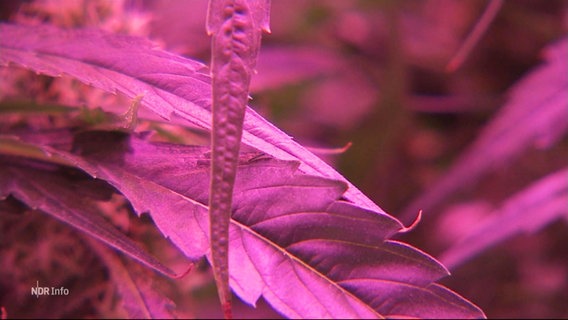 Das Blatt einer Cannabispflanze, in lila-farbenes Licht getaucht. © Screenshot 