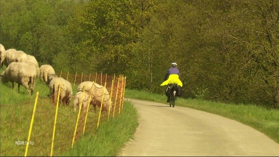 Schafe auf dem Deich und ein Fahrradfahrer © Screenshot 