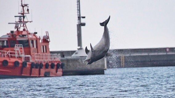 Ein Delfin beim Sprung in einer Bucht, im Hintergrund sind Boote zu sehen. © Screenshot 