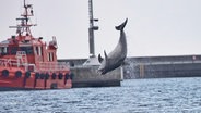 Ein Delfin beim Sprung in einer Bucht, im Hintergrund sind Boote zu sehen. © Screenshot 