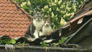 Zwei Katzen sitzen auf einem Dach © Screenshot 