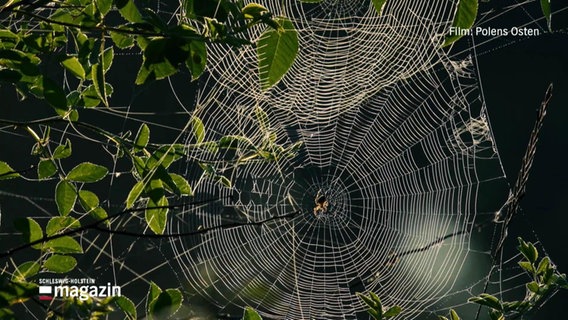 Ein Spinnennetzen. © Screenshot 