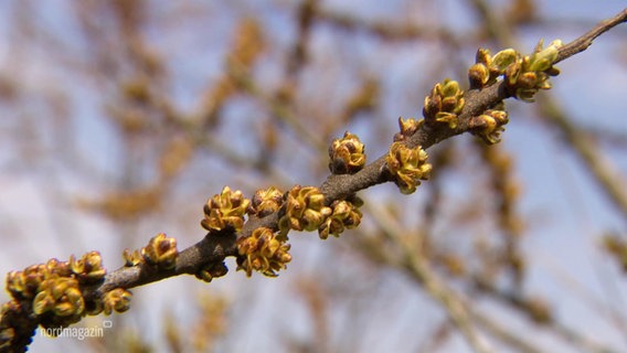 Die Knospen einer Sanddorn-Pflanze. © Screenshot 