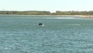 Delfin "Delle" springt aus dem Wasser. © Screenshot 