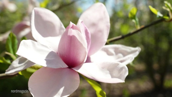 Eine Magnolienblüte. © Screenshot 