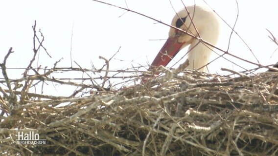 Ein Storch brütet in einem Nest. © Screenshot 