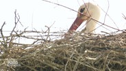 Ein Storch brütet in einem Nest. © Screenshot 