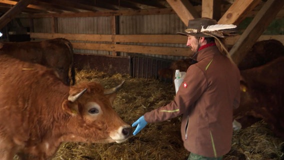 Hofarbeiter Julian Becker hält einer Kuh seine Hand hin, damit sie daran schnuppern kann. © Screenshot 