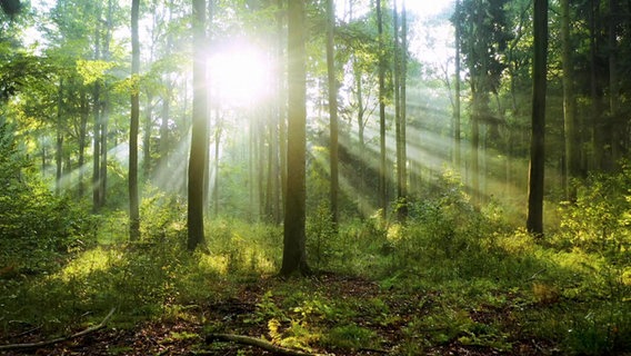 Die Sonne scheint zwischen den Bäumen in einem Wald hindurch. © Screenshot 