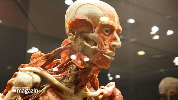 Ein bis auf die Musekln und das Skelett herunterpräparierter menschlicher Körper ist in einer Vitrine ausgestellt. © Screenshot 