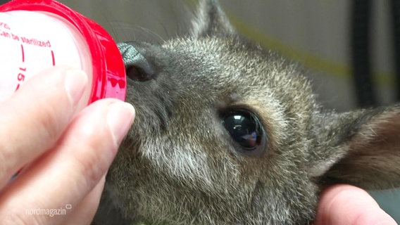 Der Kopf eines kleinen Känguru-Jungen saugt an einer Saugflasche mit Milch. © Screenshot 