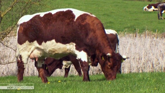 Eine braun weiß gefleckte Kuh auf einer grünen Weide. © Screenshot 