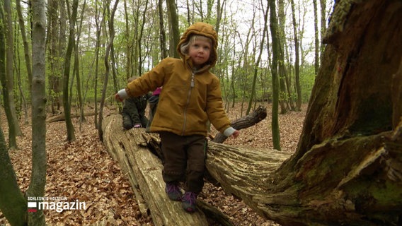 Im Wald: Ein Kind im Kindergartenalter balanciert über einen Baumstamm. © Screenshot 