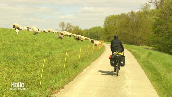 Ein Radfahrer fährt am Deich und an Schafen vorbei. © Screenshot 