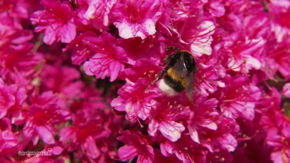 Rhododendronblüten. © Screenshot 